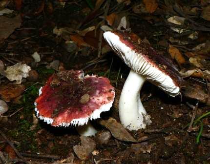 Russula tyrrhenica?????